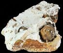 Fossil Crinoid Calyx's ( Species) - Burlington Formation, Missouri #68361-2